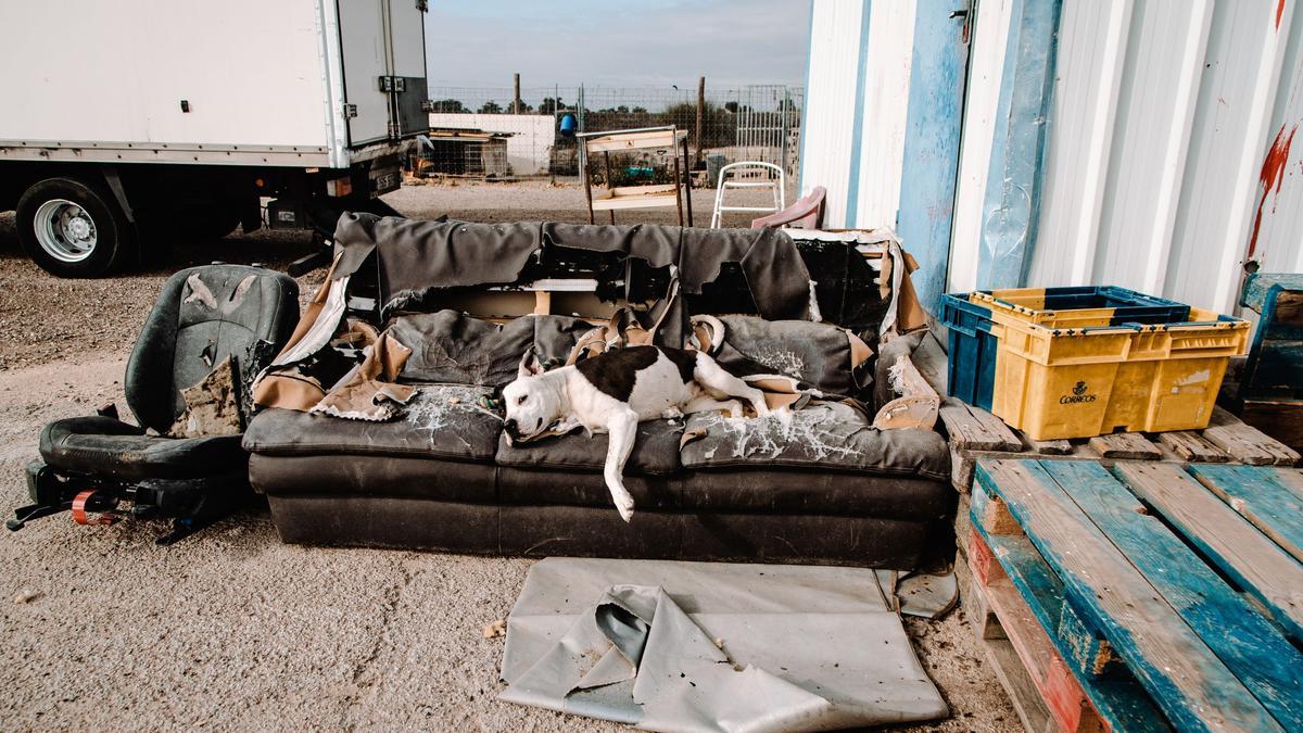 Un pitbull descansa en uno de los mordisqueados sillones que hay en la protectora toledana