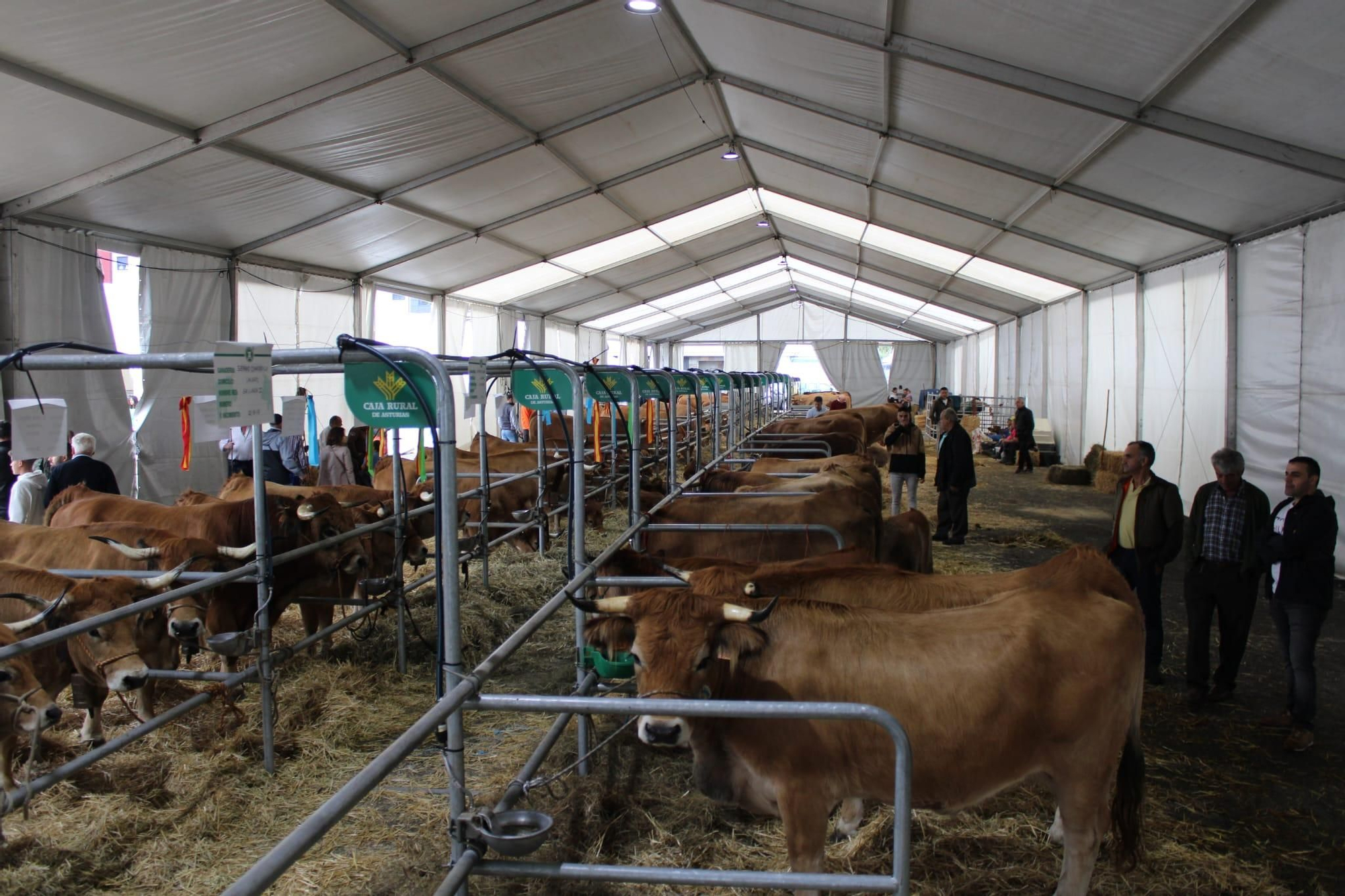 Así es Llangréu Nautral, la feria de las razas autóctonas asturianas que se celebra en pleno centro de Langreo