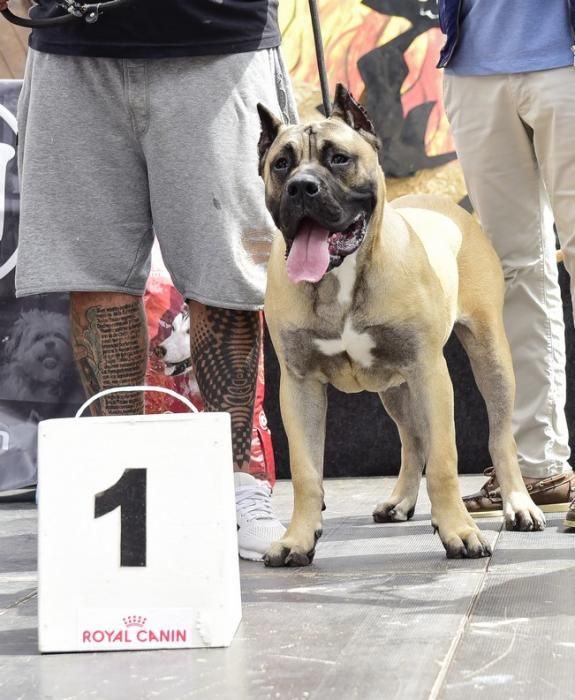 Celebración del I Certamen Nacional de perro ...