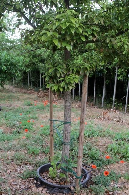 „Árboles de Mallorca“ bei Biniali: von den kleinen Pflanzen zu den großen Bäumen.