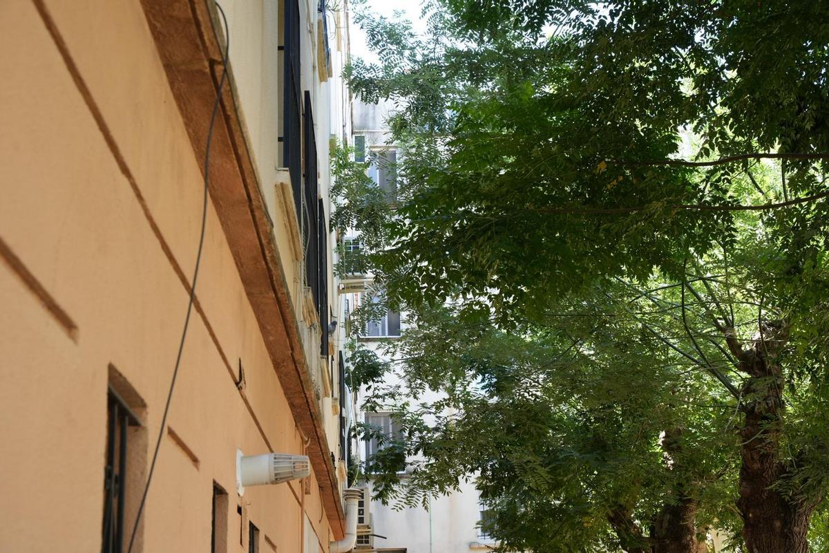 Árboles entrando por las ventanas de los vecinos de la calle Regino de Miguel.