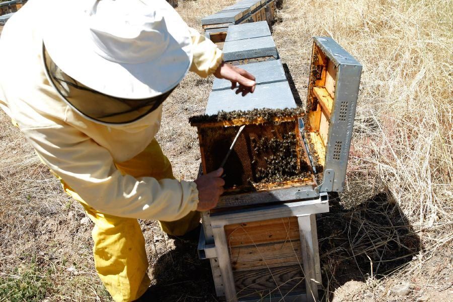 Colmenas con abejas muertas en San Vitero