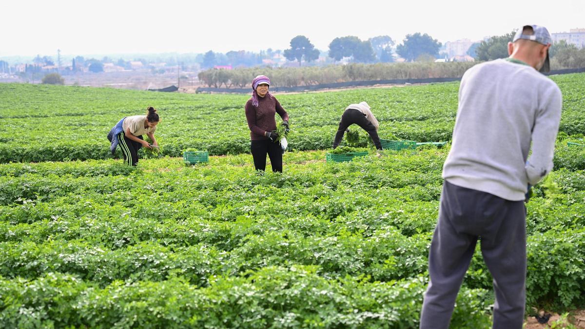 Trabajadores en una explotación agrícola.