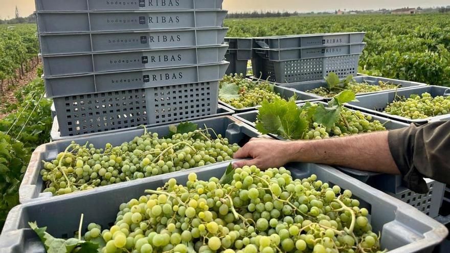 Mallorca afronta su vendimia más temprana por el impacto del calor