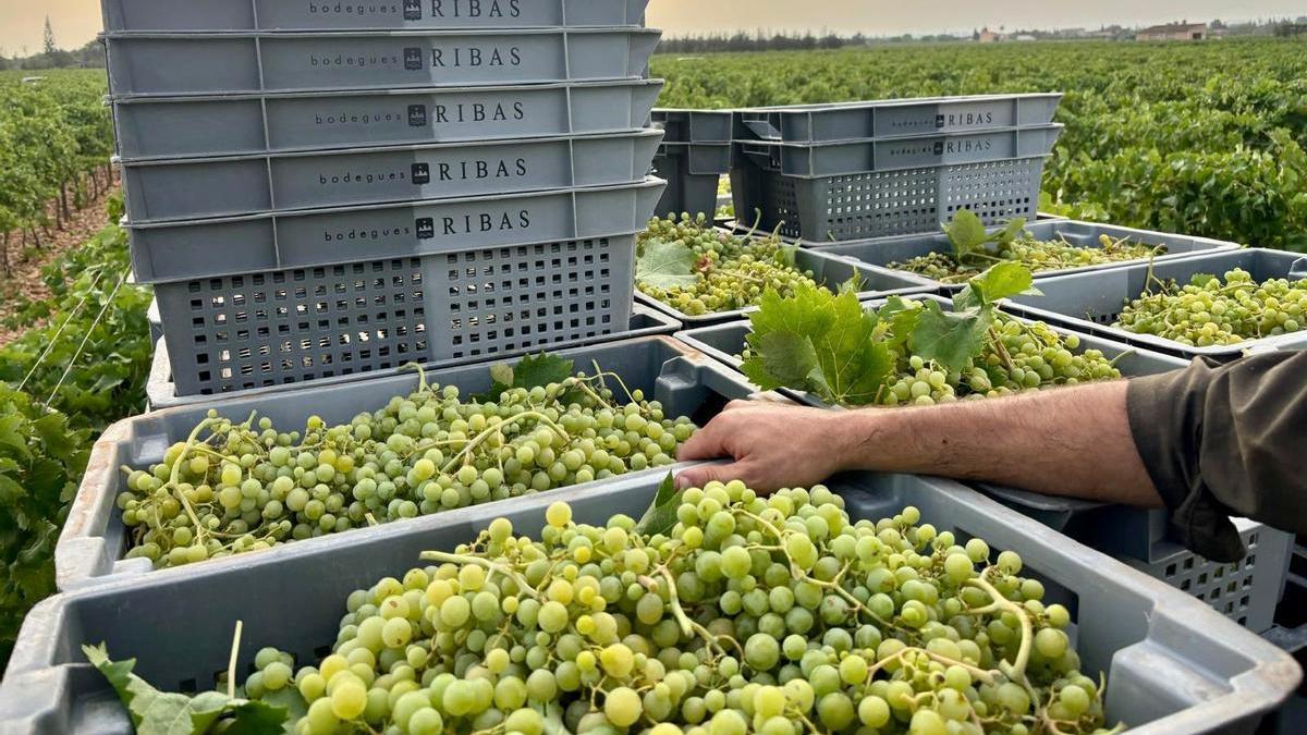 Bodegas Ribas arrancó la campaña de vendimia el 21 de julio, fue la primera en iniciar la campaña.