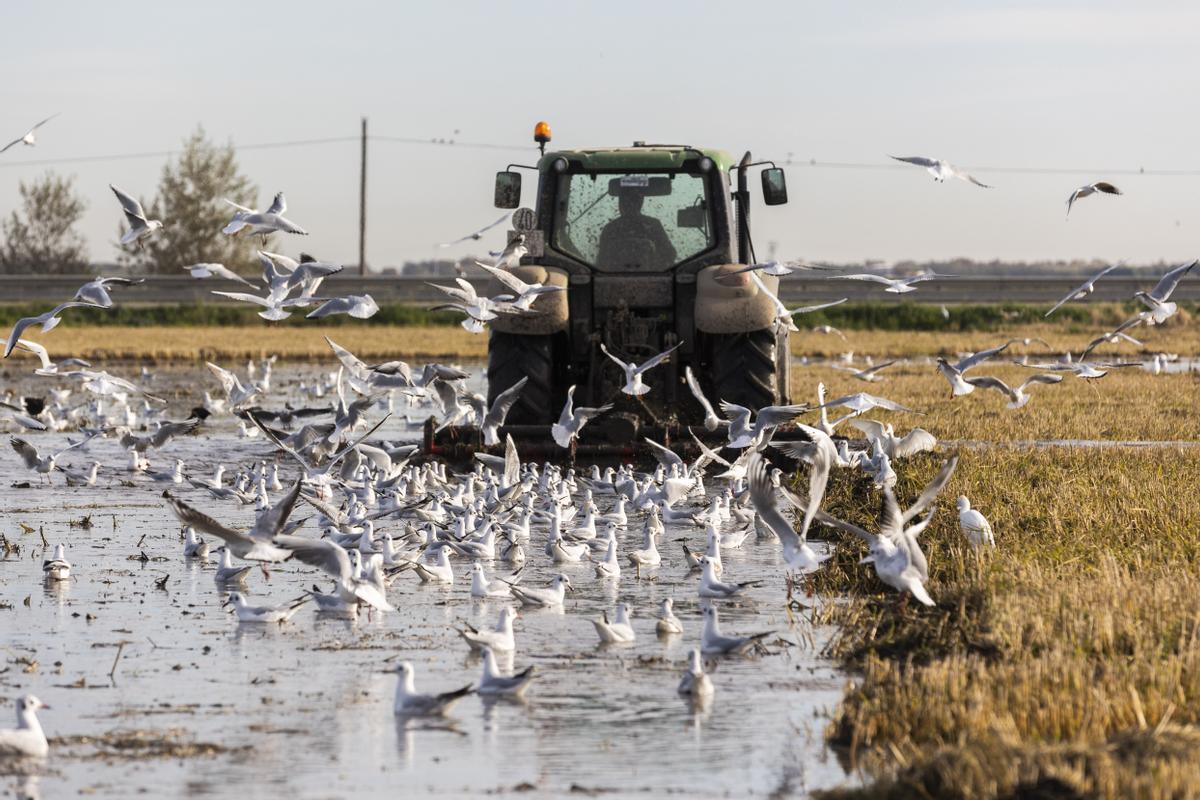 Un tractor en plena práctica del fangueig