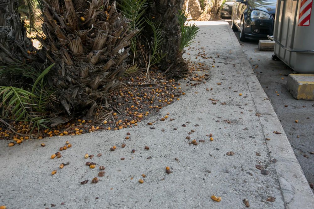 Suciedad en las calles de Elche por los dátiles