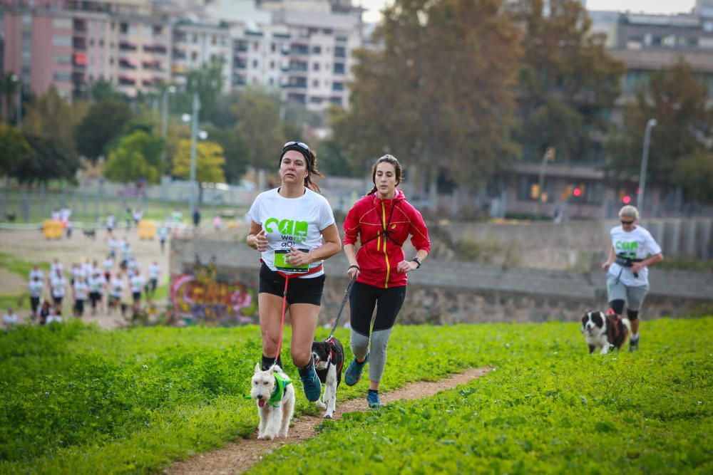 Can We Run Mallorca: So war das Hunderennen