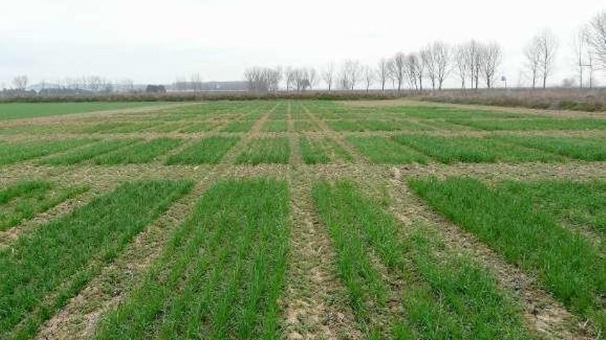 Ensayo en Zamora sobre cereales del Instituto Tecnológico Agrario.