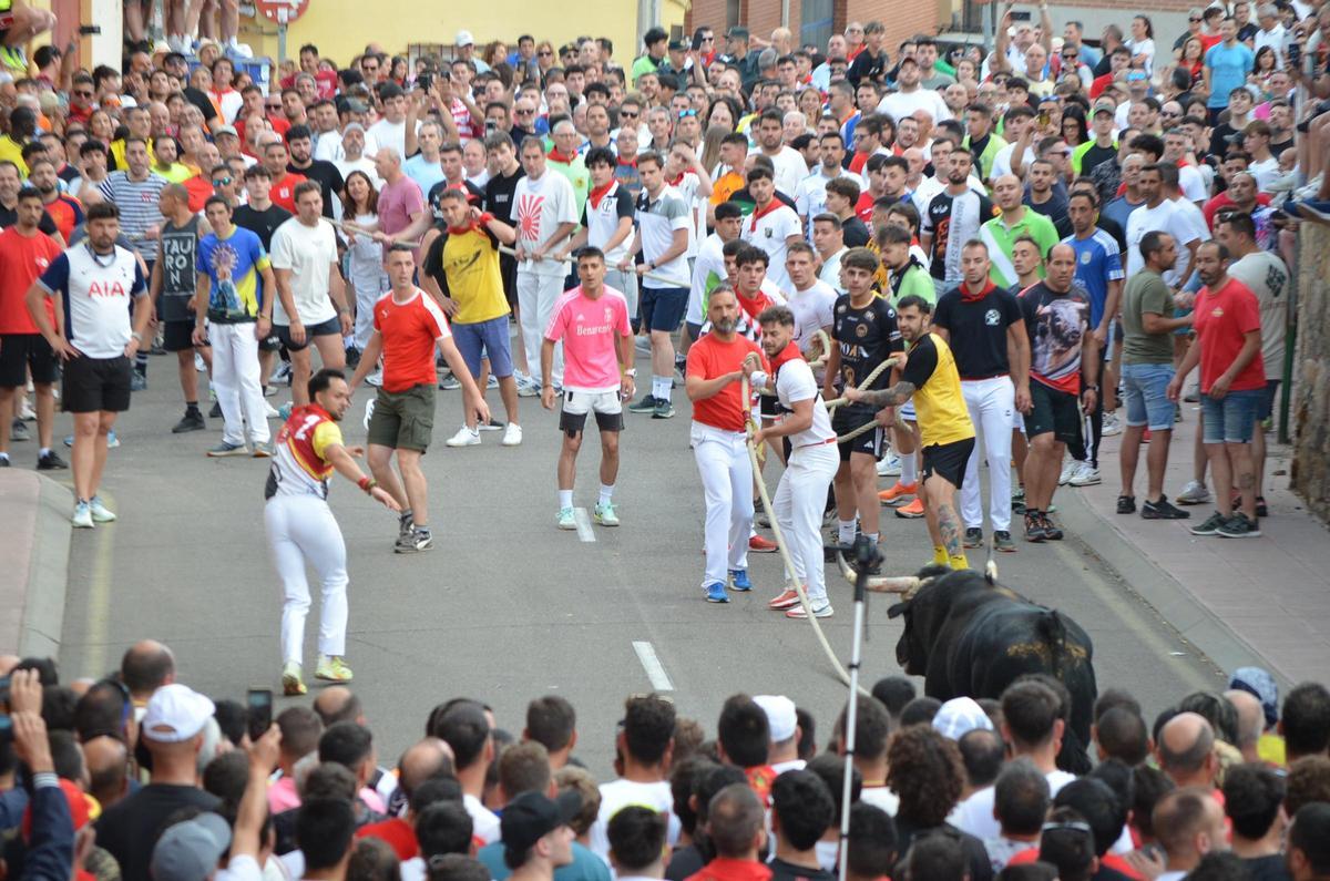 Así fue el recorrido del Toro Enmaromado Glorificado, por las calles de Benavente Así fue el recorrido del Toro Enmaromado Glorificado, por las calles de Benavente