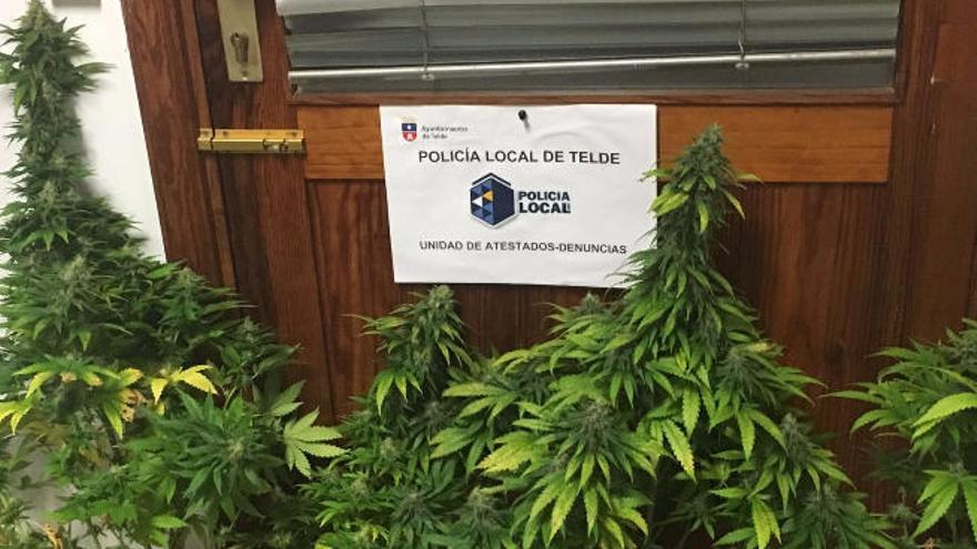 Plantas de marihuana halladas en un piso por el olor