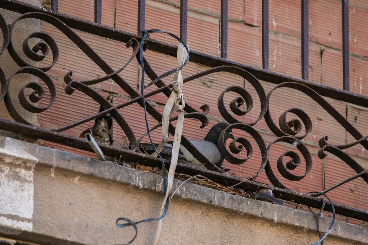 Las palomas toman un bloque abandonado en el casco antiguo de Barcelona