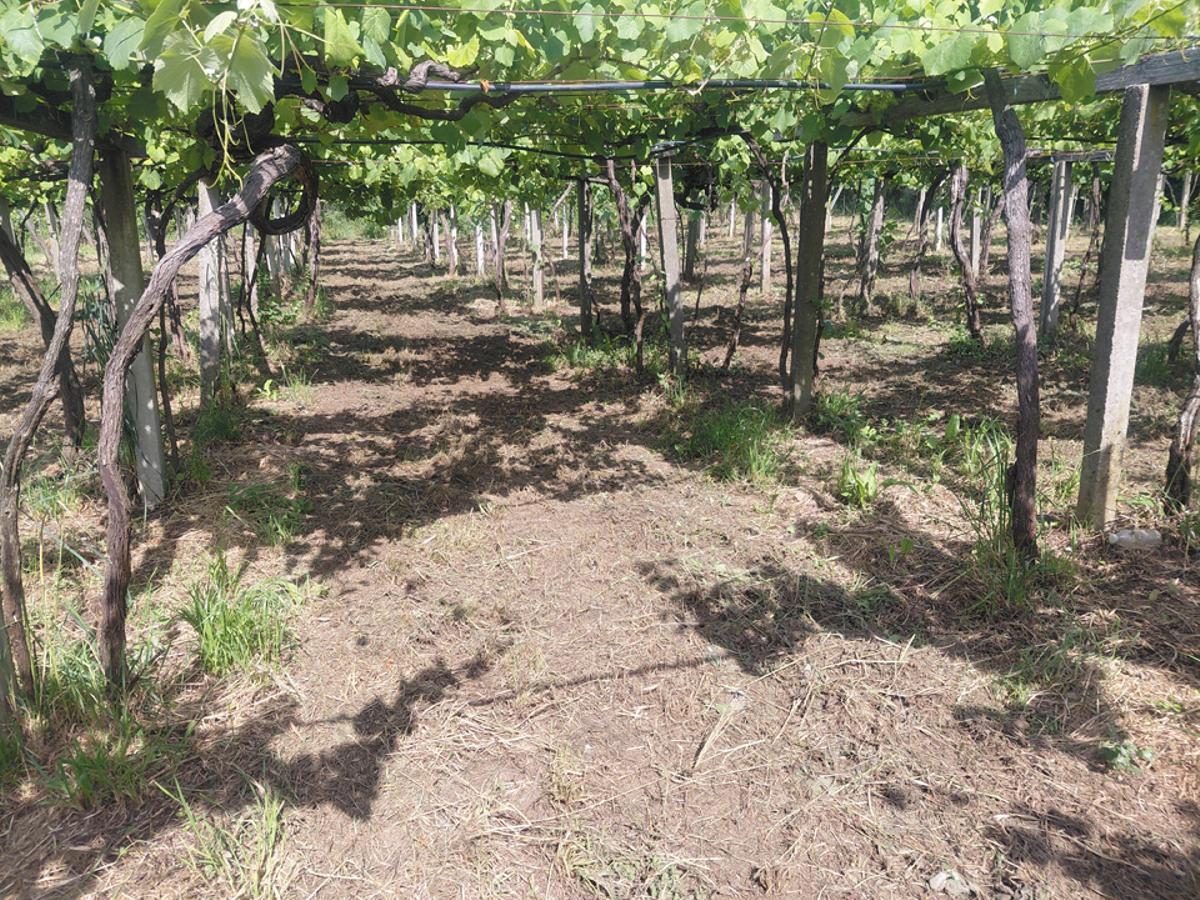 Una finca convenientemente rozada.