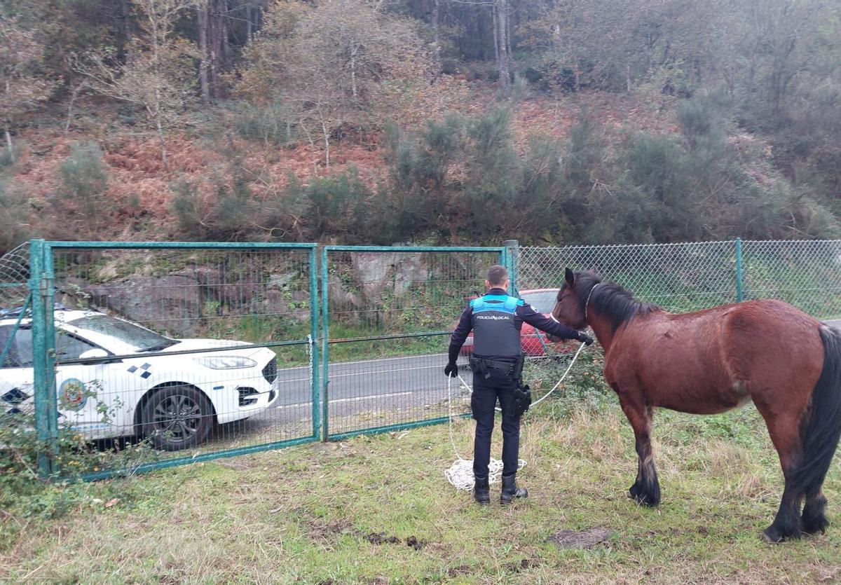 Imagen de un policía de Moaña retirando un caballo del antiguo vertedero en la Po-313. | G. Núñez