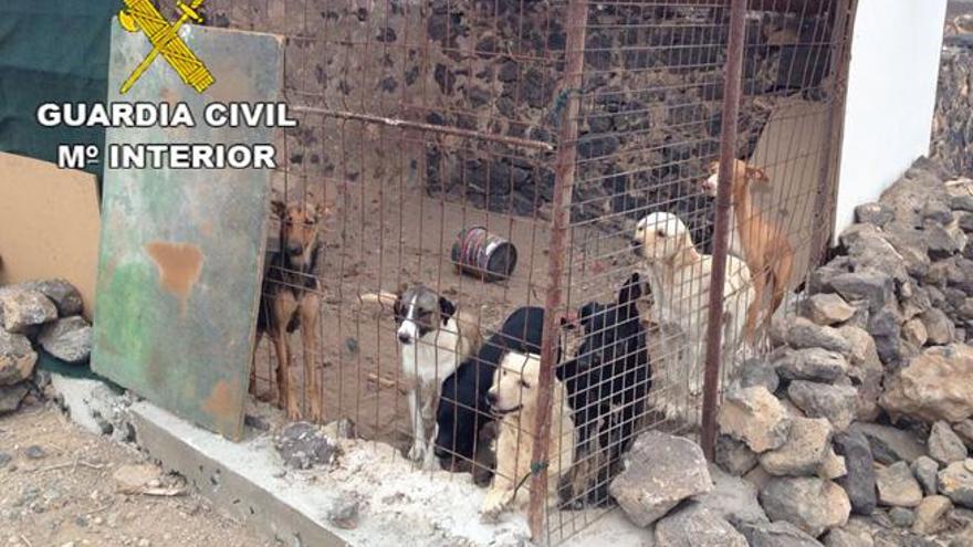 La Guardia Civil incauta 15 perros más de la protectora de Puerto Lajas