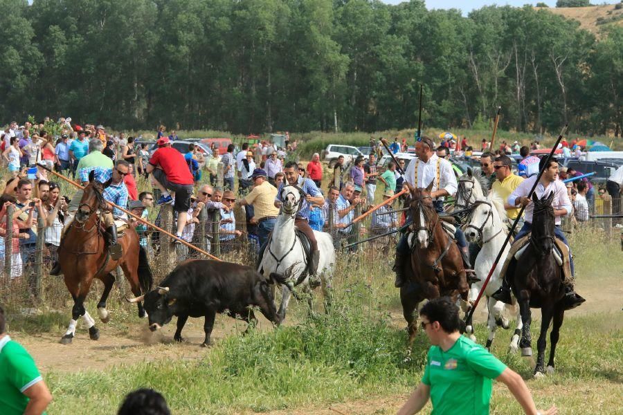 Toros bravos en Vadillo de la Guareña