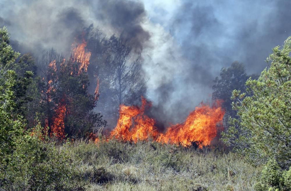 Incendio forestal en Carcaixent