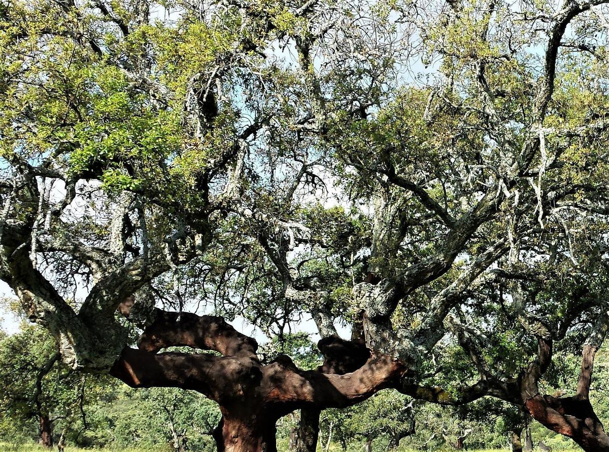 Los alcornocales, la selva del sur, destinos sostenibles