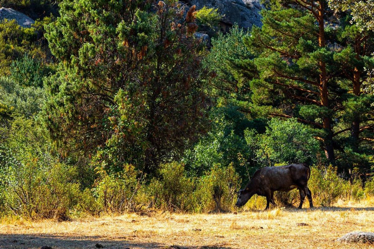 La Pedriza, Guadarrama, Madrid