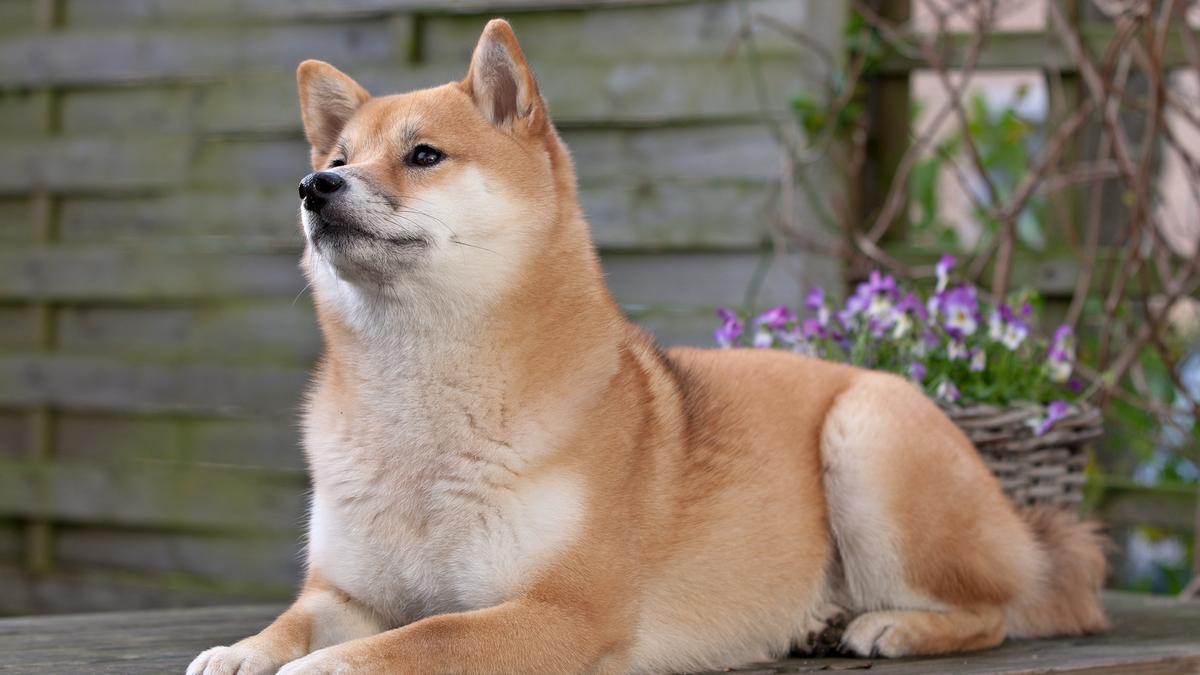 La raza de perro japonesa que se ha hecho divisa digital y se ha hecho viral