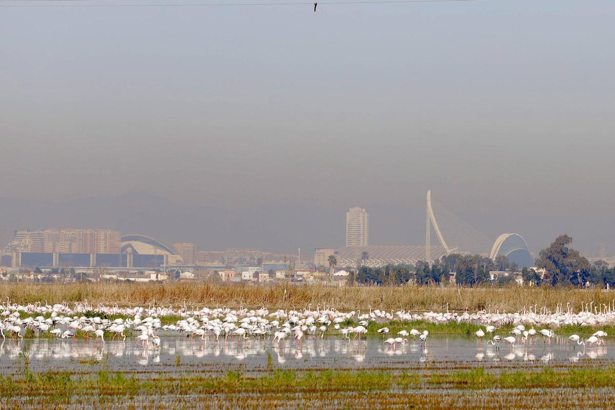Flamencos en los arrozales de l'Albufera