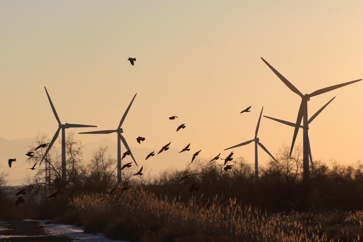 Birds fly near power-generating wind turbines during sunset in the Almaty region, Kazakhstan February 17, 2022. REUTERS/Pavel Mikheyev