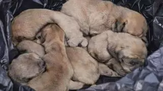 Identificada la pareja acusada de abandonar a seis cachorros en una bolsa lanzada desde un coche en Telde