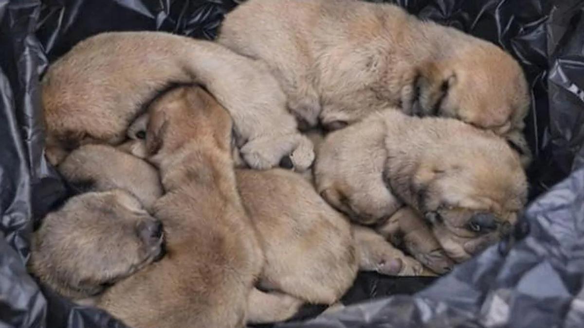 Todos los detalles de la ley de bienestar animal