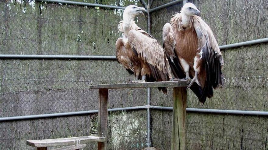 Medio Ambiente cede dos buitres leonados a un parque de Bélgica