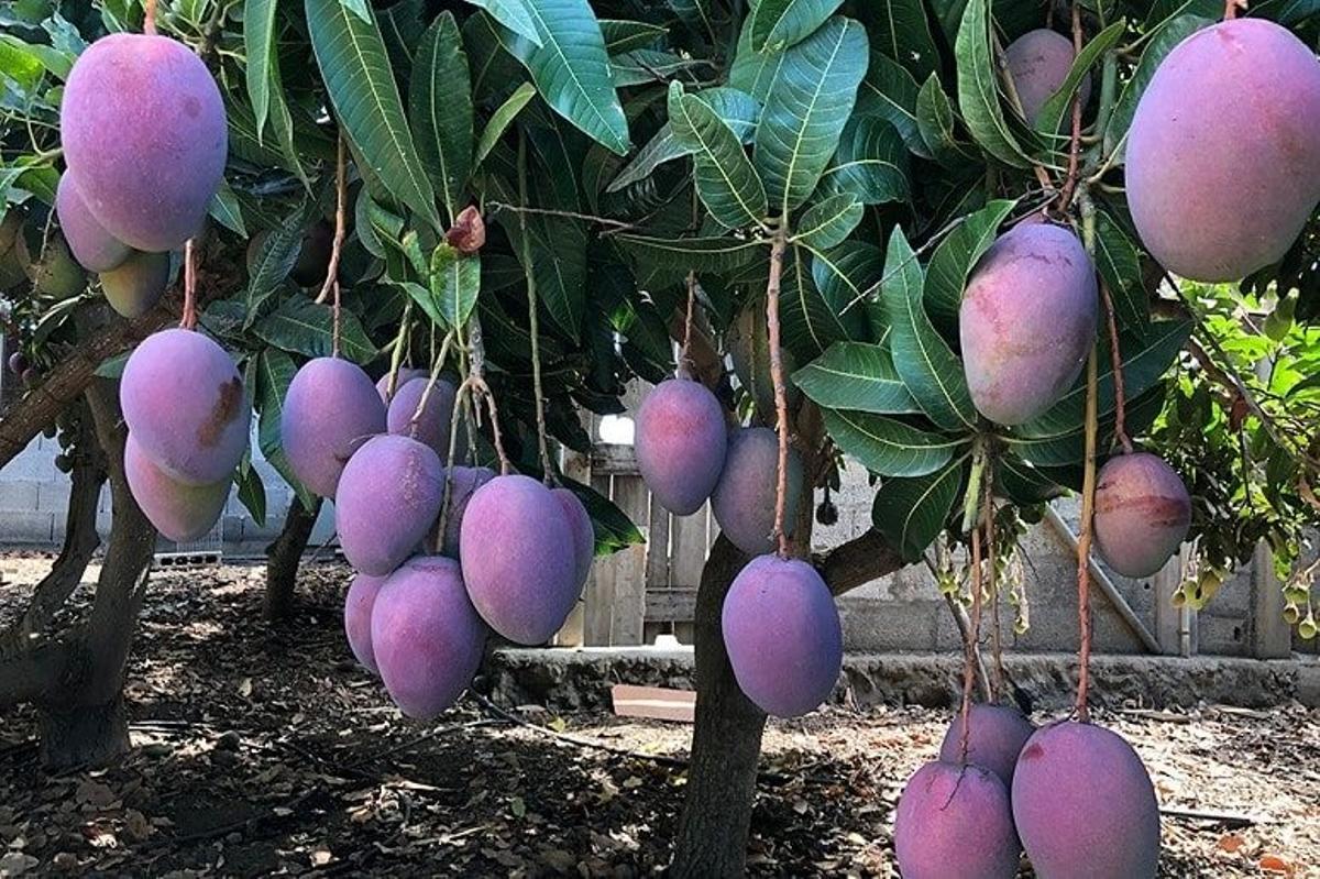 Compran 6.000 kilos de manga roja de La Palma para evitar un desperdicio alimentario