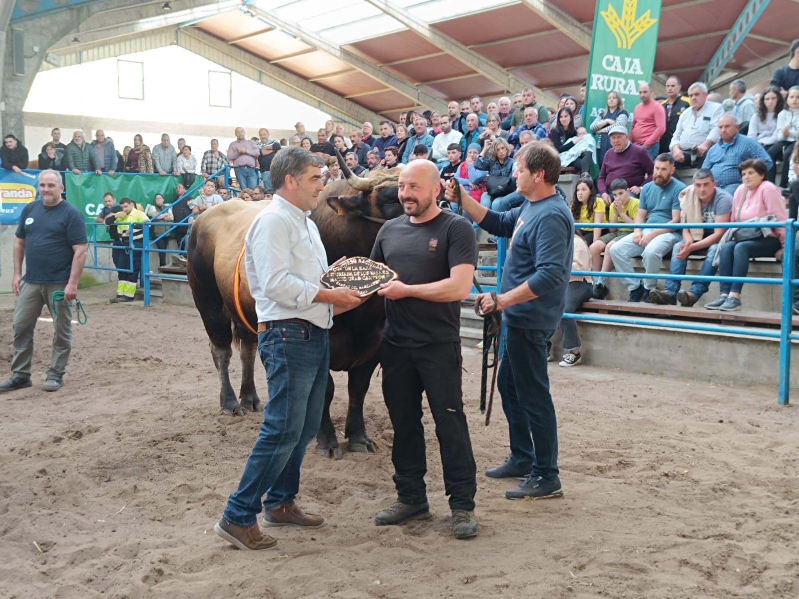 Concurso subasta nacional de asturiana de los valles en Cangas del Narcea