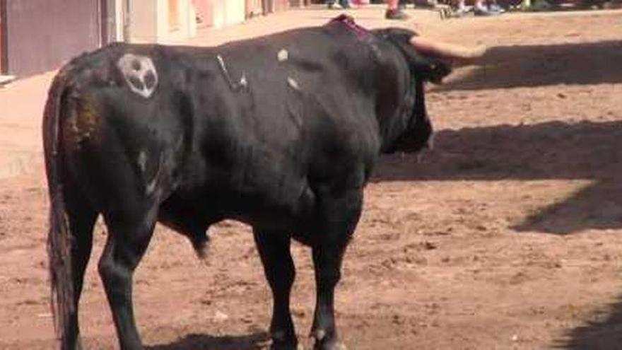 Ingresado en la UCI después de ser corneado por un toro que entró en su casa