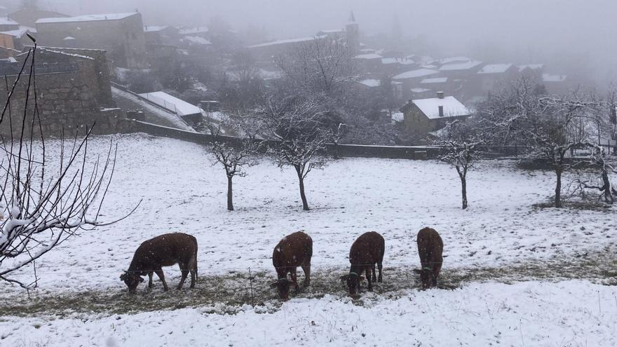 Nevada a Prullans, a la comarca de la Cerdanya, dilluns passat. | MIQUEL SPA
