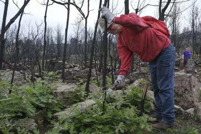 Vecinos y voluntarios actúan en Seixalbo, en un pulmón verde de Ourense arrasado por el fuego