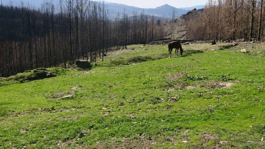 Aspecto que ya presenta una de las zonas calcinadas. // FdV