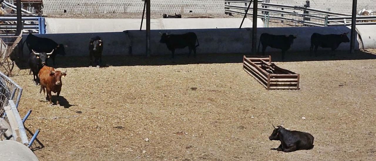 Alfarp clausura  la granja de la que se escapan los toros al carecer de licencia