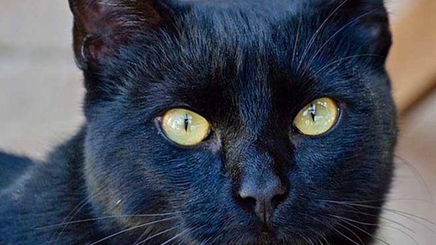 La suerte y los gatos negros