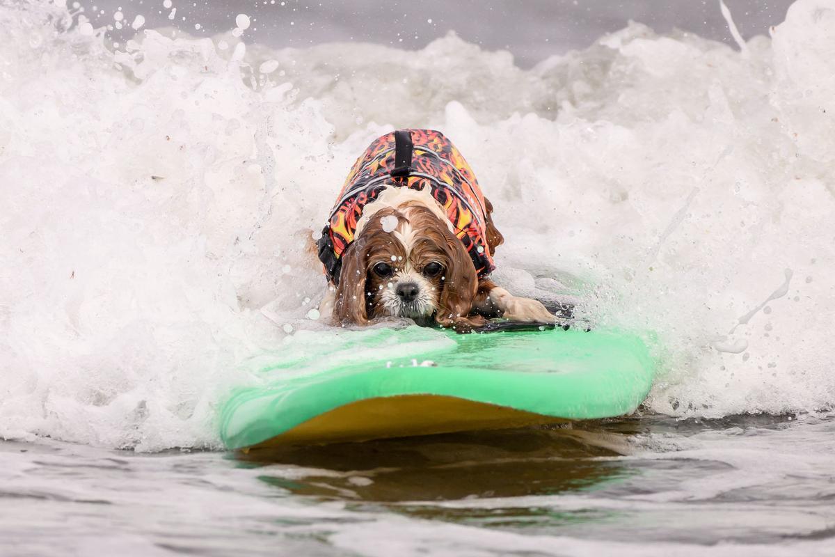 Hicieron un torneo de perros surfistas en California