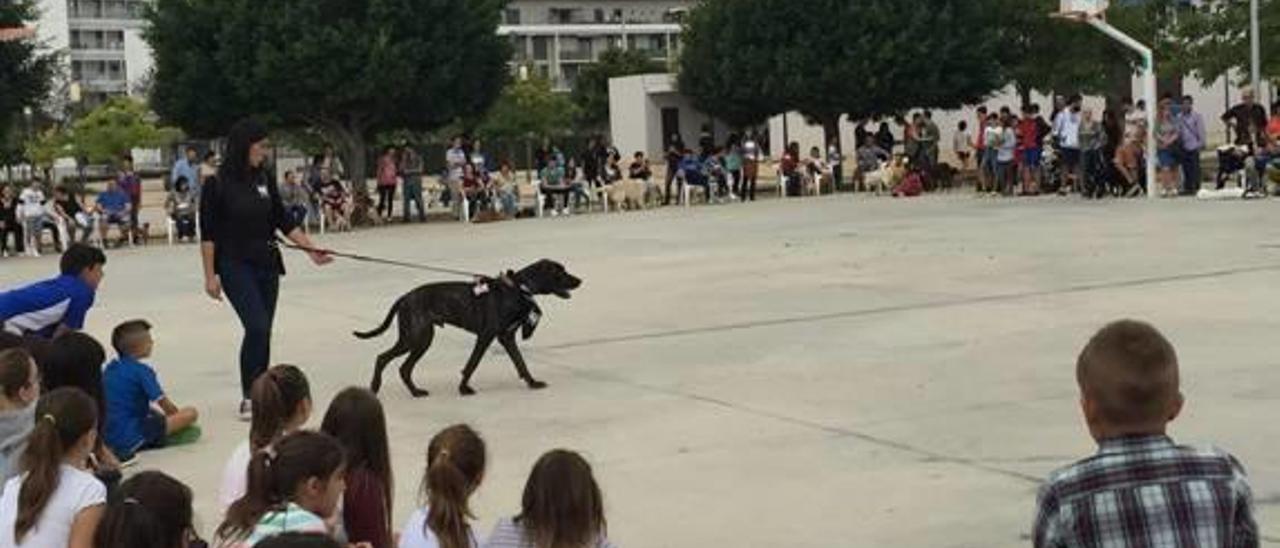 Avanza el Consell de Protecció Animal