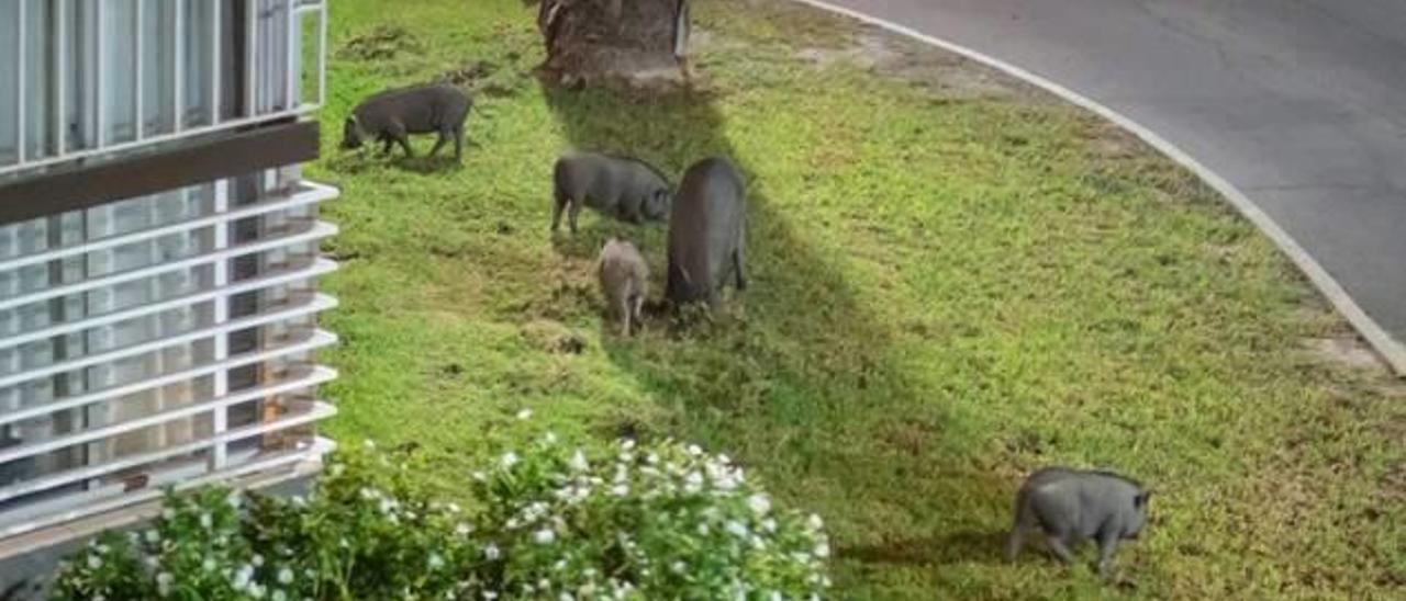 Cinco cerdos vietnamitas junto a las casas del complejo de Vistahermosa en una imagen reciente