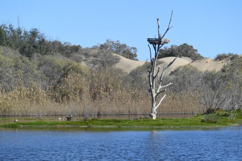 Acumulación de mosquitos en la Charca de Maspalomas