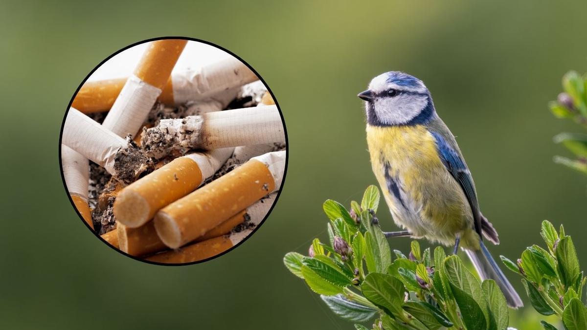 Colillas en los nidos, el extraño comportamiento de los pájaros para proteger sus nidos