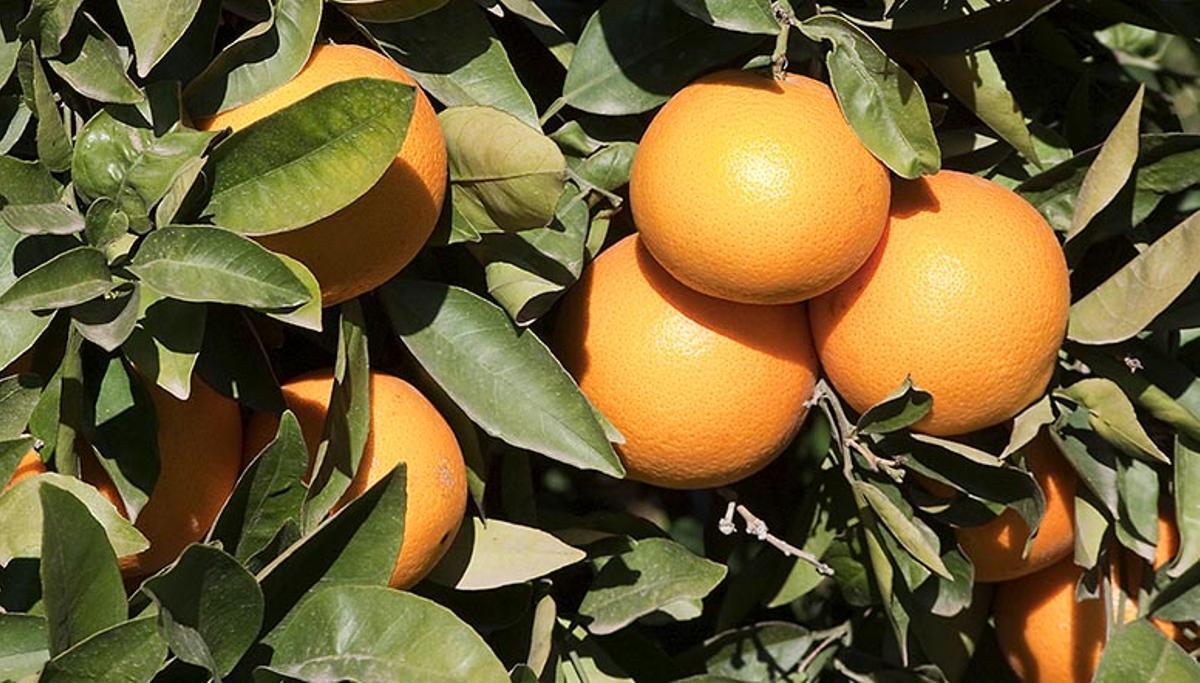 Explotación de naranjas, en una imagen de archivo.