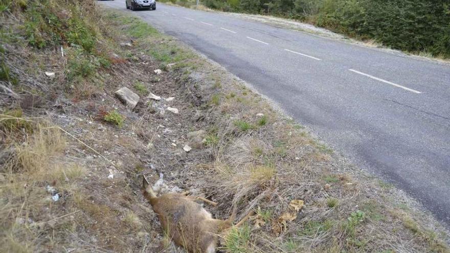 Atropellado un corzo en una curva de la carretera de Porto