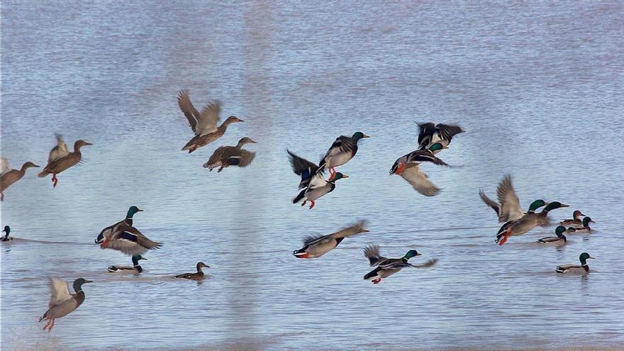 Galicia alza el vuelo con el «birding»: las mejores rutas para iniciarse en la observación de aves
