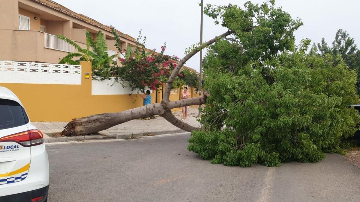 Un árbol derribado por el temporal