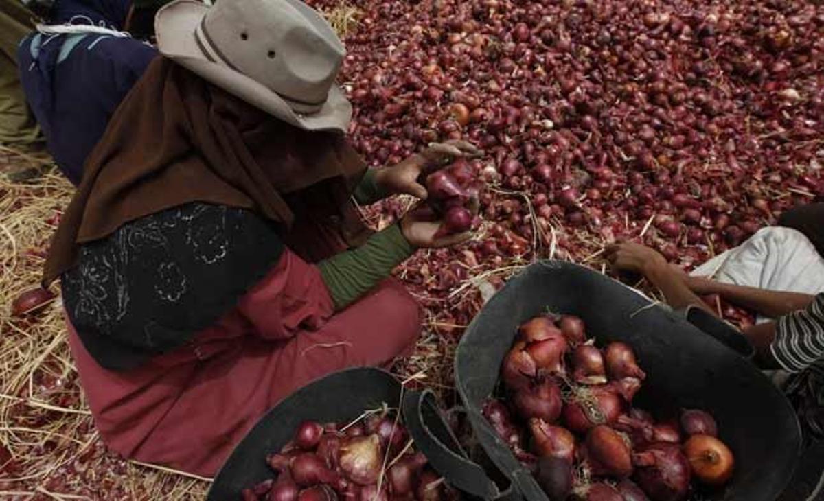 Un agricultor recull la seva collita d’un tipus de ceba petita egípcia en una granja pròxima al Caire (Egipte).