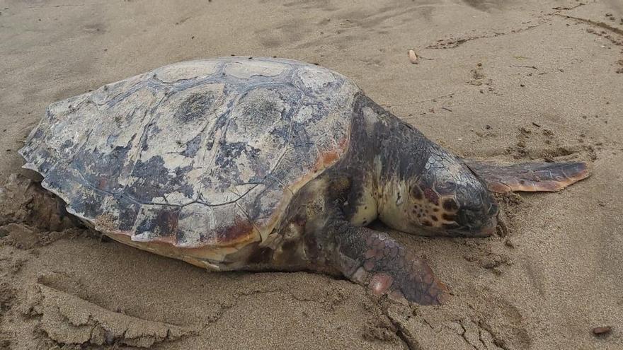 Hallan muerta una tortuga boba en una playa de Águilas