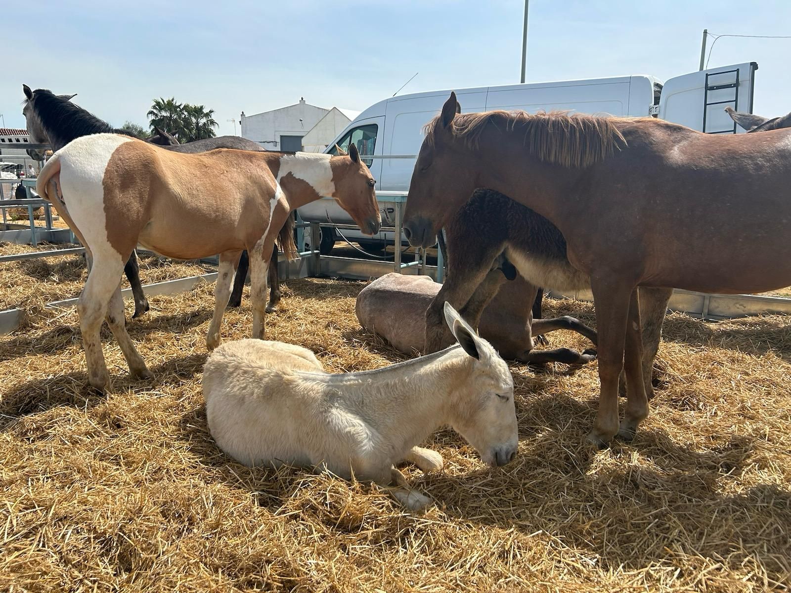 Caballos, mulos y burros se mezclan en el mercado.jpeg