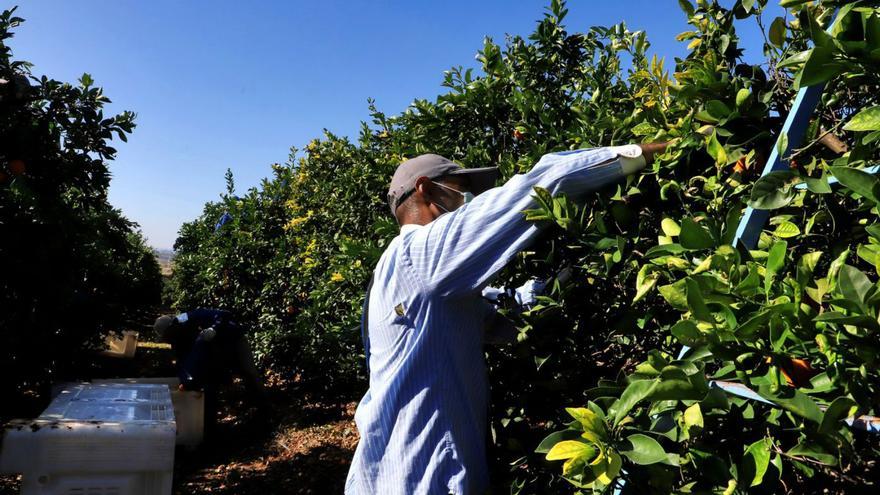 Las malas cosechas reducirán al mínimo la mano de obra extranjera